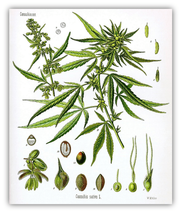 Cannabinoid Side Effects & Drug&nbsp;Interactions