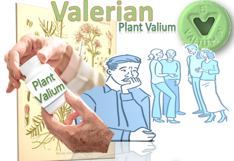 Plant Valium: Is Valerian Effective for&nbsp;Anxiety?