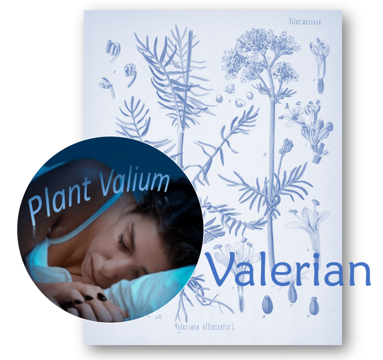 How effective is valerian for&nbsp;insomnia?