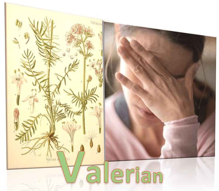 Is Valerian Effective for&nbsp;Depression?